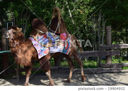 Zoorasia 12 19904932