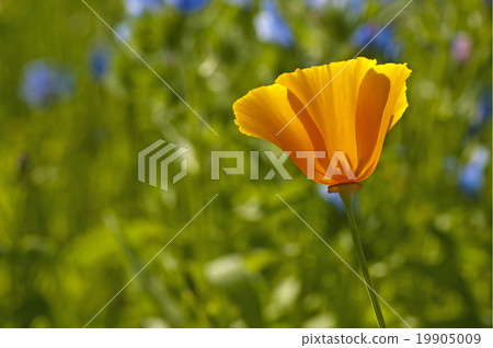 Californian poppy 19905009