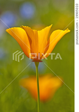 Californian poppy Californian poppy 19905010