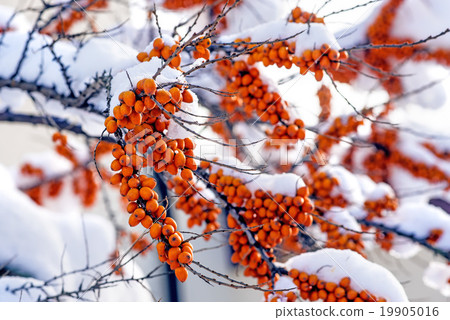 common sea-buckthorn fruits common sea-buckthorn fruits 19905016