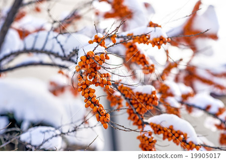 common sea-buckthorn fruits common sea-buckthorn fruits 19905017