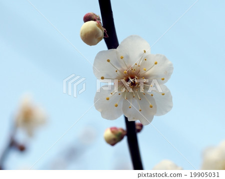 盛開的梅花 盛開的梅花 19905031