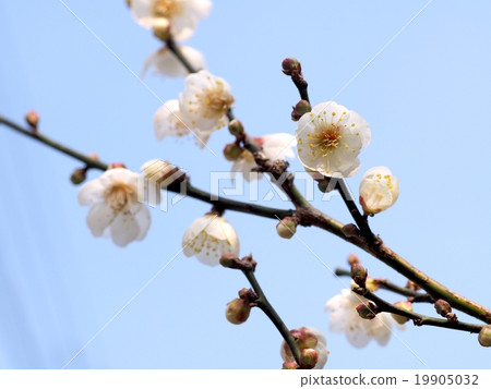 盛開的梅花 盛開的梅花 19905032