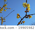 Deaf plum 19905982