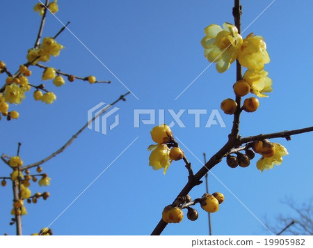Deaf plum Deaf plum 19905982