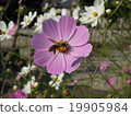 Cosmos and Mitsubachi 19905984