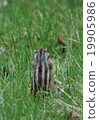 Back of Ezoshimaris 19905986