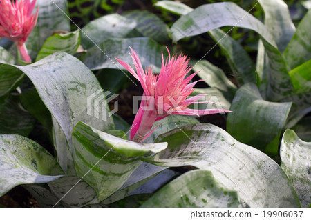bromeliad flower in bloom in springtime  19906037