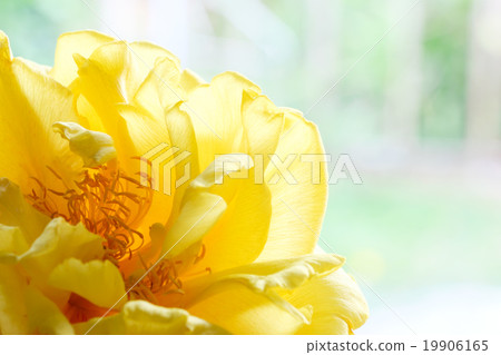 Yellow silk cotton flower Yellow silk cotton flower 19906165