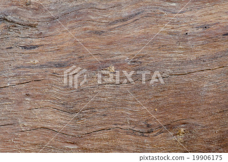Wood texture bark tree trunk 19906175