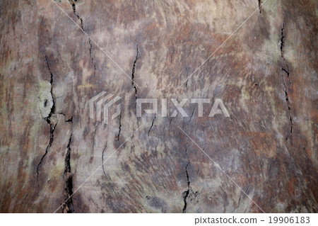 Wood texture bark tree trunk 19906183