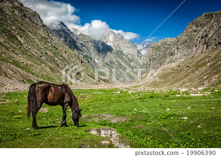 Horse grazing in Himalayas 19906390