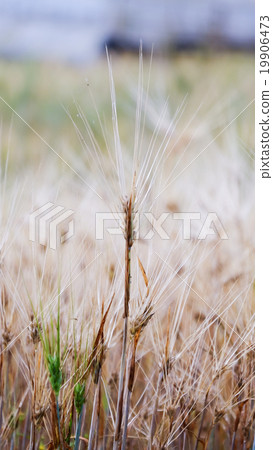 Barley field Barley field 19906473