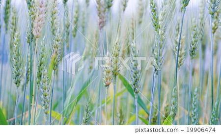 Barley field Barley field 19906474