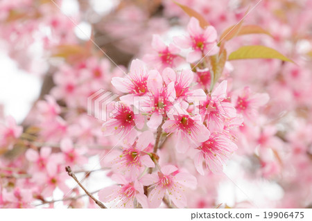 Beautiful pink colour cherry blossom Beautiful pink colour cherry blossom 19906475