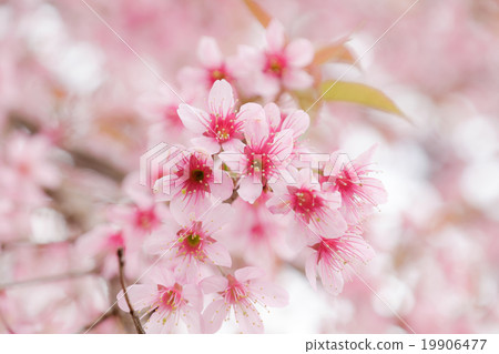 Beautiful pink colour cherry blossom Beautiful pink colour cherry blossom 19906477