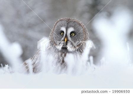 Tawny owl in snow 19906930