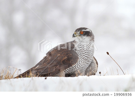 Hawk on snow 19906936