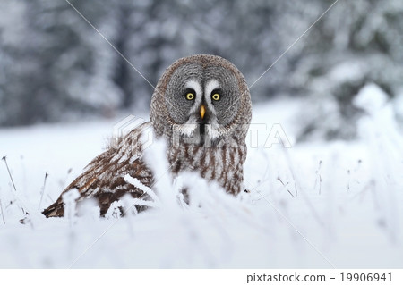 Stock Photo: Strix nebulosa in winter