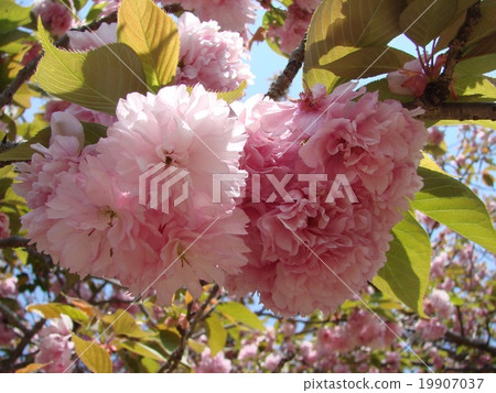 雙櫻花 雙櫻花 19907037