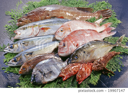 Fish set Fish set 19907147