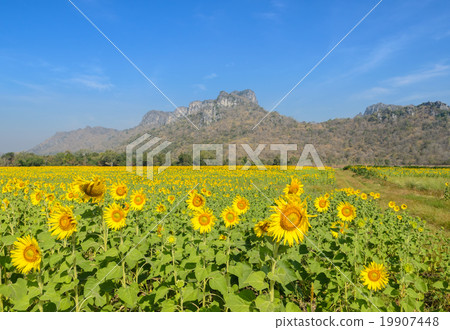 Sunflower field over blue sky Sunflower field over blue sky 19907448