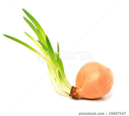 onion with green shoots onion with green shoots 19907547