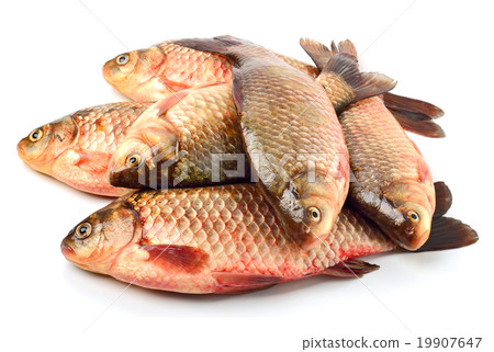 carp fish 19907647