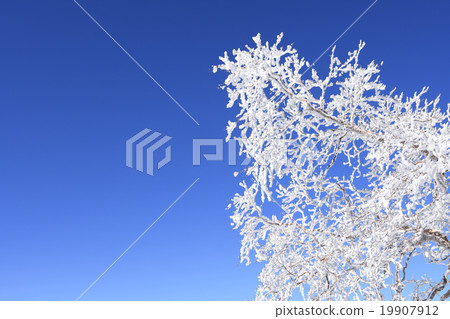 霧冰森林 19907912