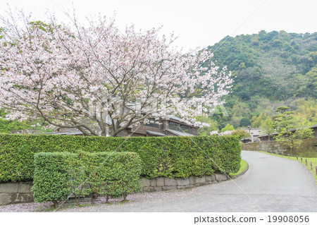 A hedge and a cherry blossom at the samurai residence A hedge and a cherry blossom at the samurai residence 19908056