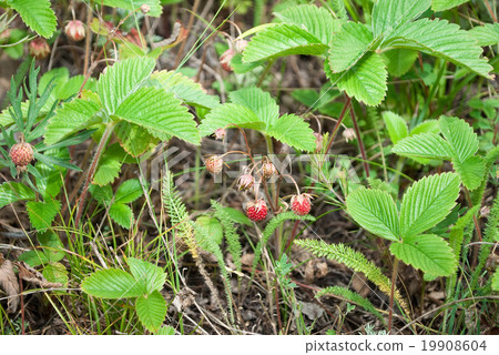 Wild strawberry 19908604