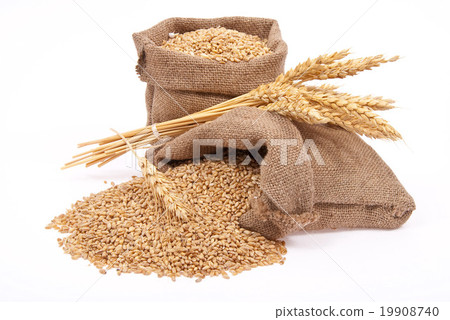 Wheat grains and ears Wheat grains and ears 19908740