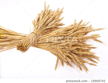 Wheat ears Wheat ears 19908742