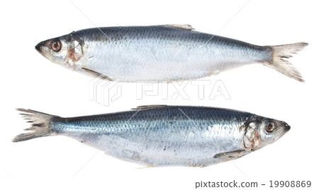 Herring 19908869