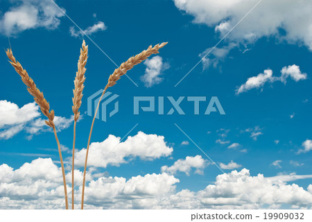 Wheat ears on the blue sky Wheat ears on the blue sky 19909032