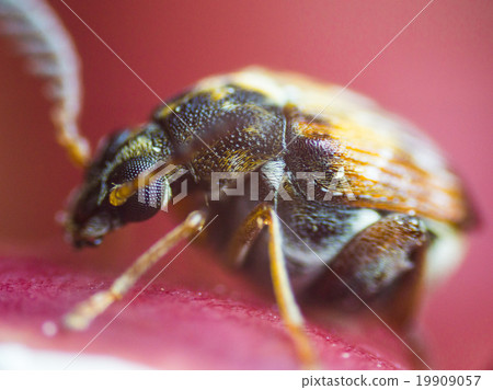 Azuki weevils Azuki weevils 19909057