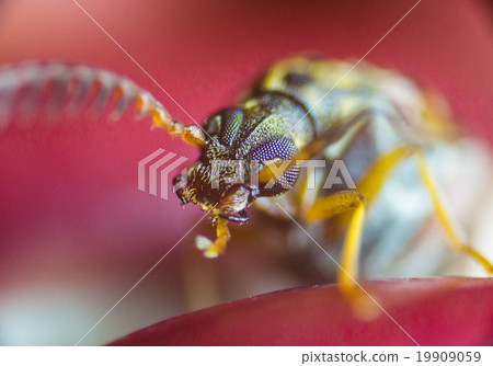 Azuki象鼻蟲 19909059