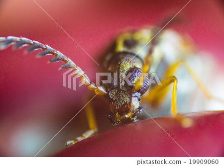 Azuki象鼻蟲 19909060