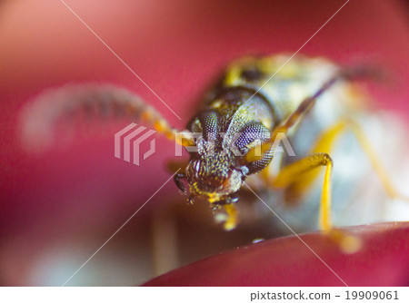 Azuki象鼻蟲 19909061