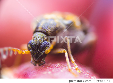 Azuki weevils Azuki weevils 19909065