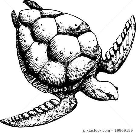 Sea turtle 19909199