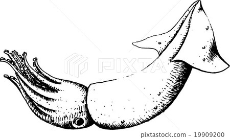 Squid 19909200