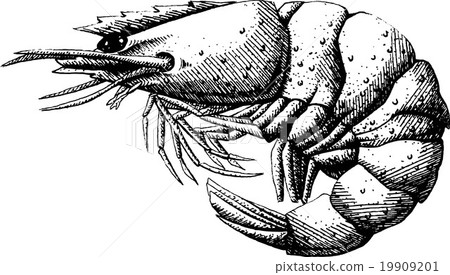 Shrimp 19909201