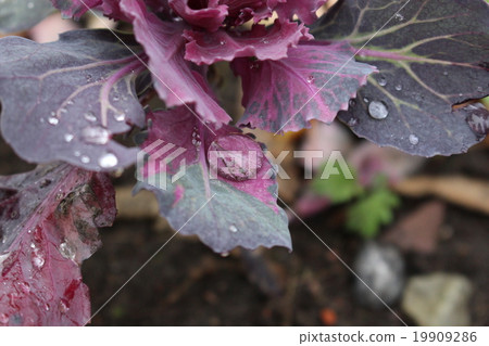 露出葉牡丹 露出葉牡丹 19909286