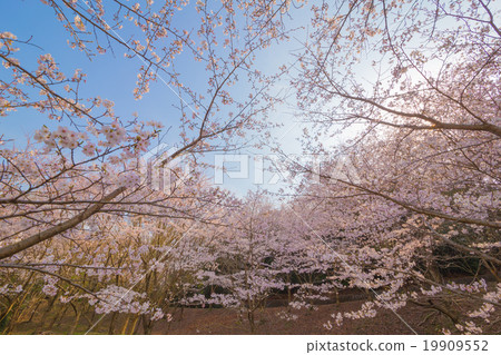 Cherry blossom park Cherry blossom park 19909552