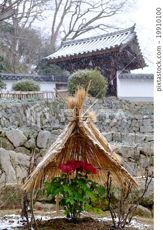 Winter Peony 19910100