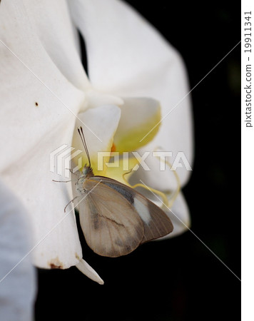 white orchid flowers detail macro close-up outdoor white orchid flowers detail macro close-up outdoor 19911341