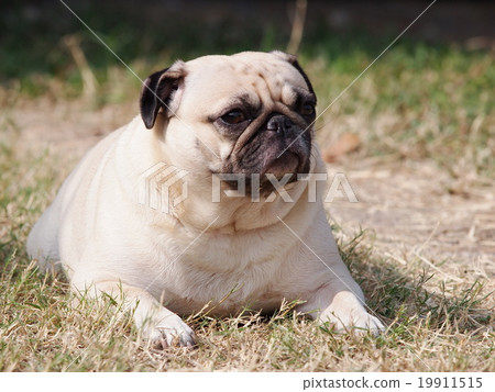 lovely cute white fat pug dog playing outdoor lovely cute white fat pug dog playing outdoor 19911515
