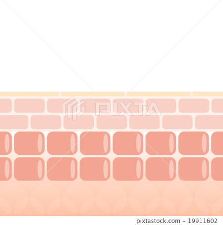 皮膚剖面圖 19911602