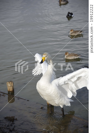 天鵝 19912222